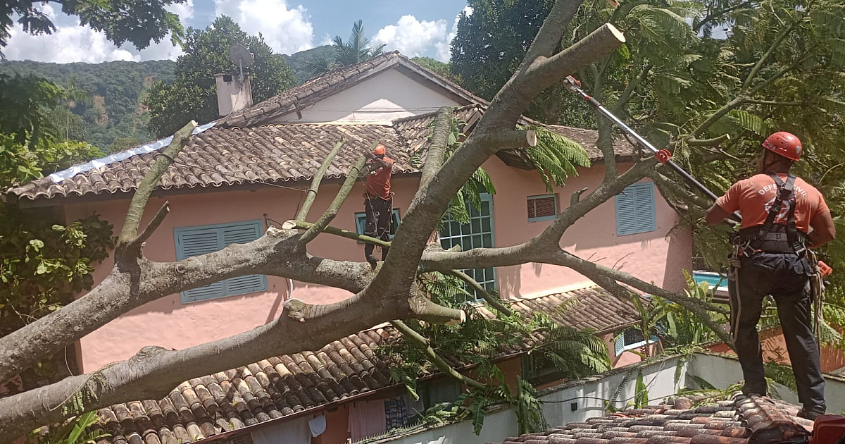 Vendaval de 50 km derruba árvores na Costa Sul de São Sebastião