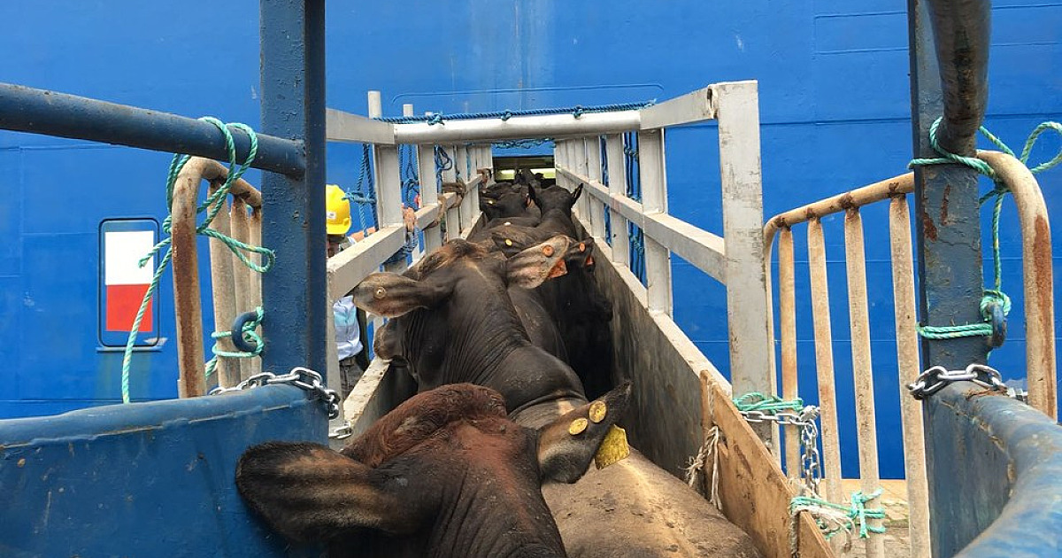 Fuly cria polêmica ao propor lei que proíbe embarque de cargas vivas no Porto de São Sebastião