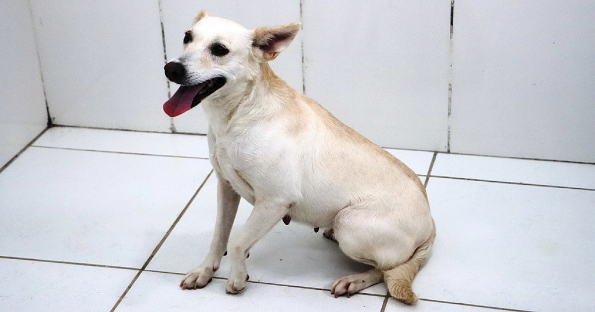 Prefeitura leva Feira de Adoção de Cães e Gatos para o Serramar Shopping neste sábado