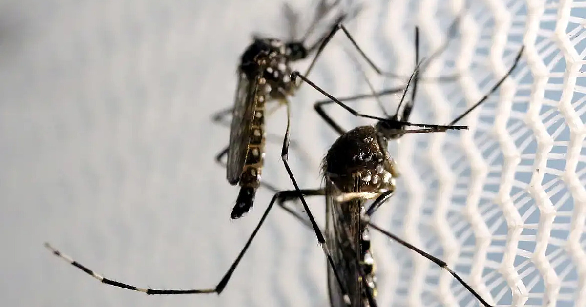 Óbitos por dengue chegam a 14 em São Paulo e a 21 no Brasil em 2025