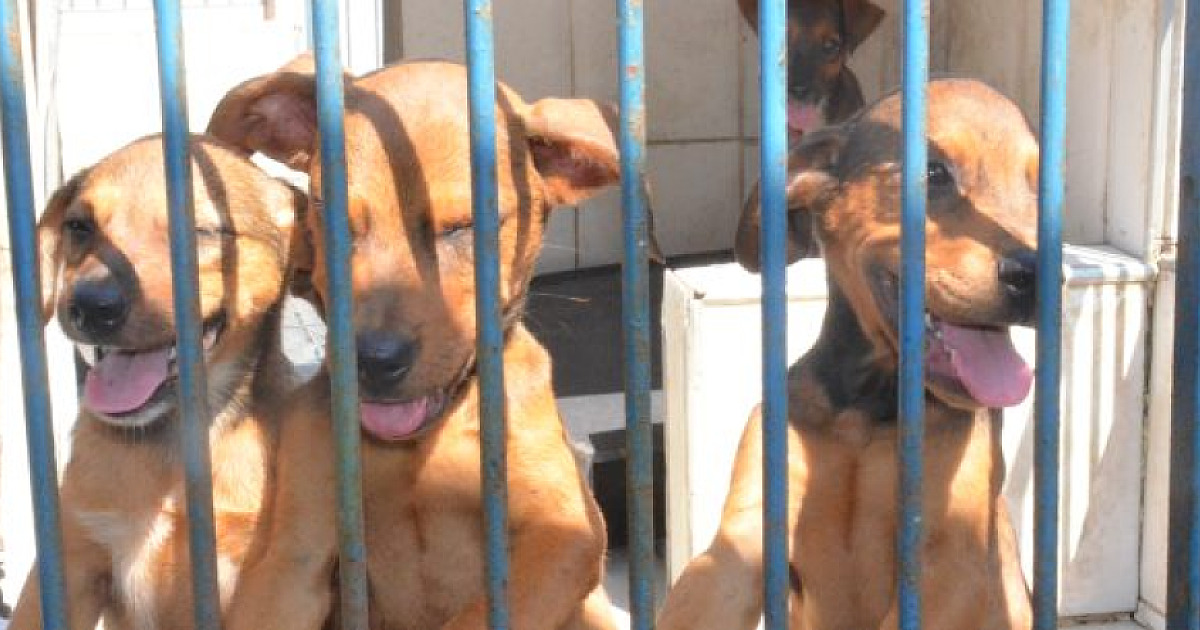 Centro de Controle de Zoonoses realiza primeira Feira de Adoção de 2026 neste sábado