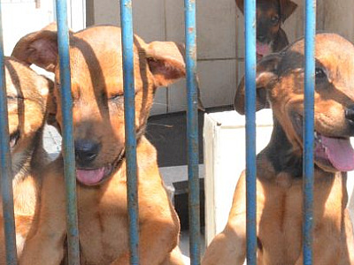 Centro de Controle de Zoonoses realiza primeira Feira de Adoção de 2026 neste sábado