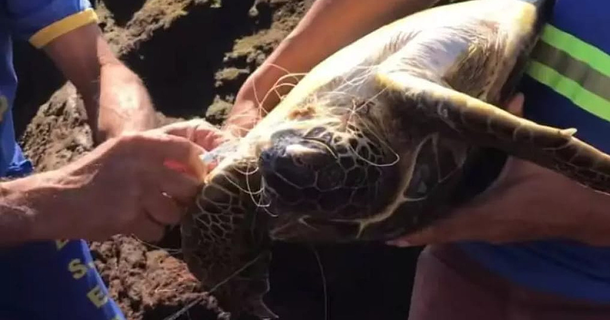 Moradores salvam tartaruga marinha enroscada em linha de pesca na praia São Francisco em São Sebastião