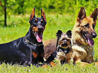 Governo de SP propõe lei para regulamentar comércio e garantir bem-estar de cães e gatos no estado