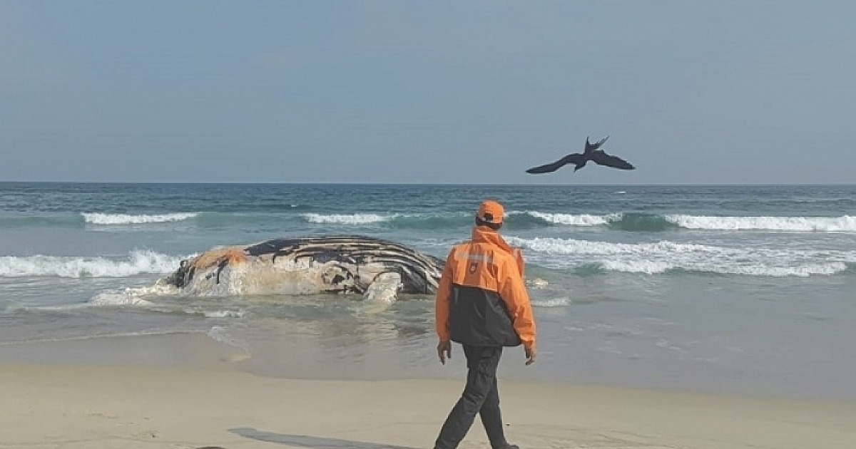 Baleia morta encalhada em Praia do Guaecá é o quarto caso no Litoral Norte em 2024