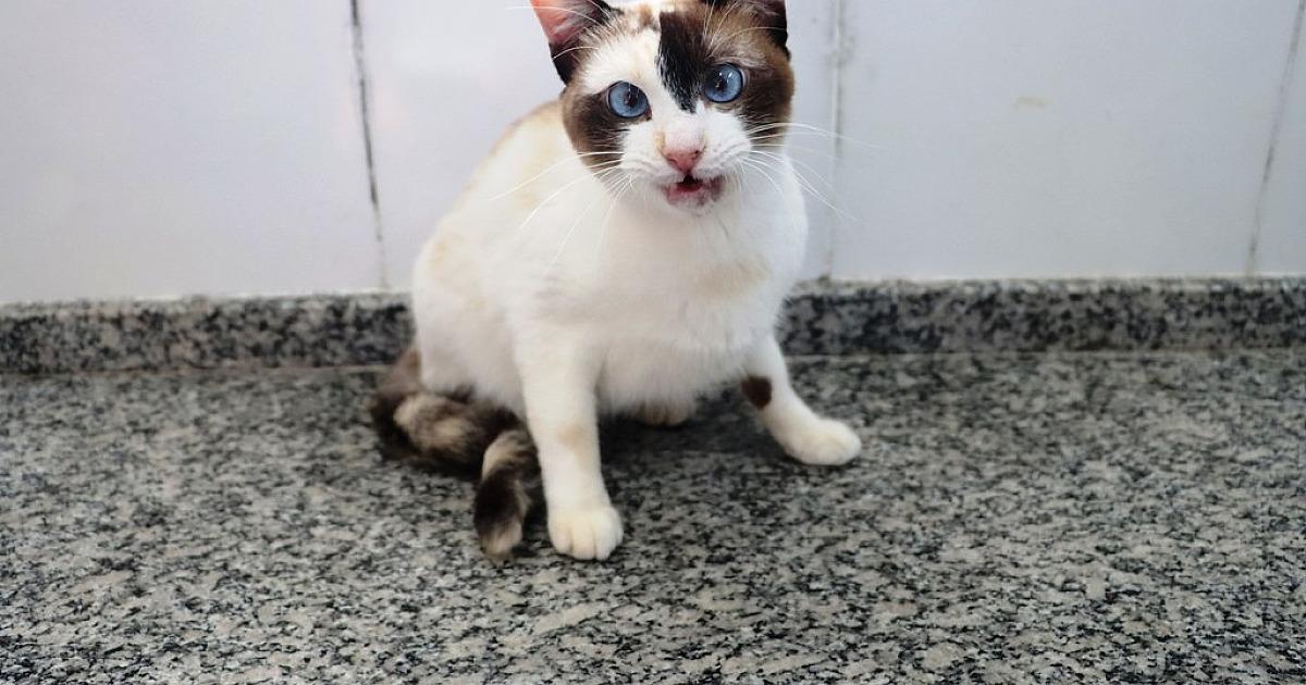 Caraguatatuba terá Feira de Adoção de cães e gatos neste sábado no CCZ