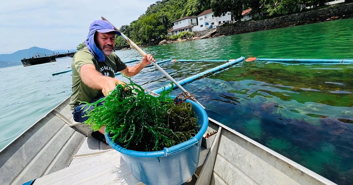 Instituto de Pesca lança campanha para preservação das áreas de maricultura em Ubatuba