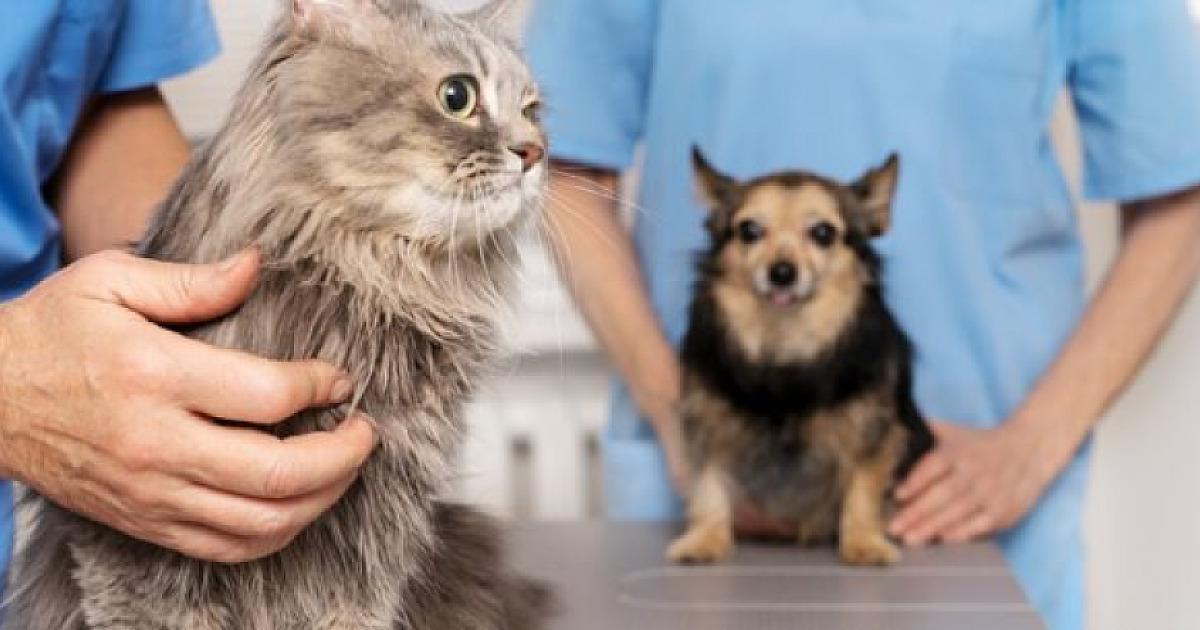 Prefeitura prepara adequações em edital para republicar novo chamamento para implantação do Hospital Veterinário