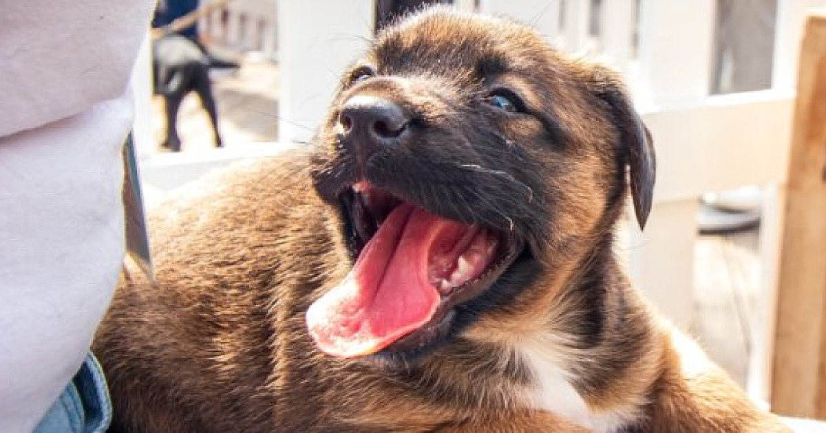 Sábado é dia de Feira de Adoção no Centro de Controle de Zoonoses de Caraguatatuba