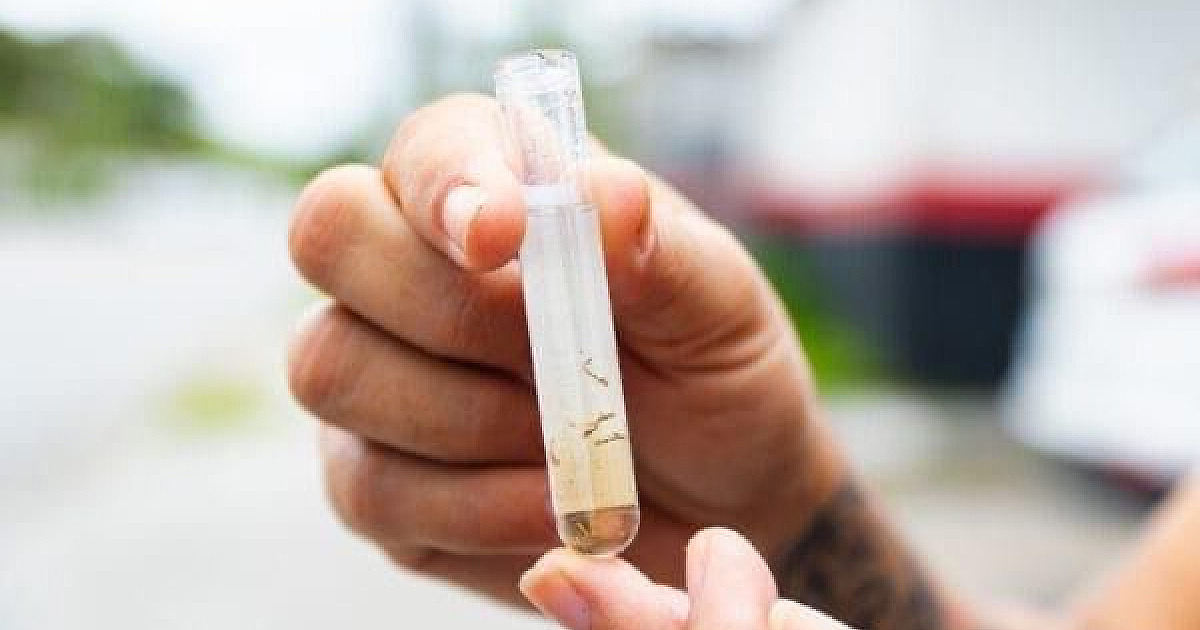 LN em emergência para a dengue com 9 mil notificações