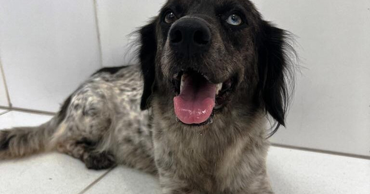 Caraguatatuba promove Feira de Adoção de Cães e Gatos neste sábado