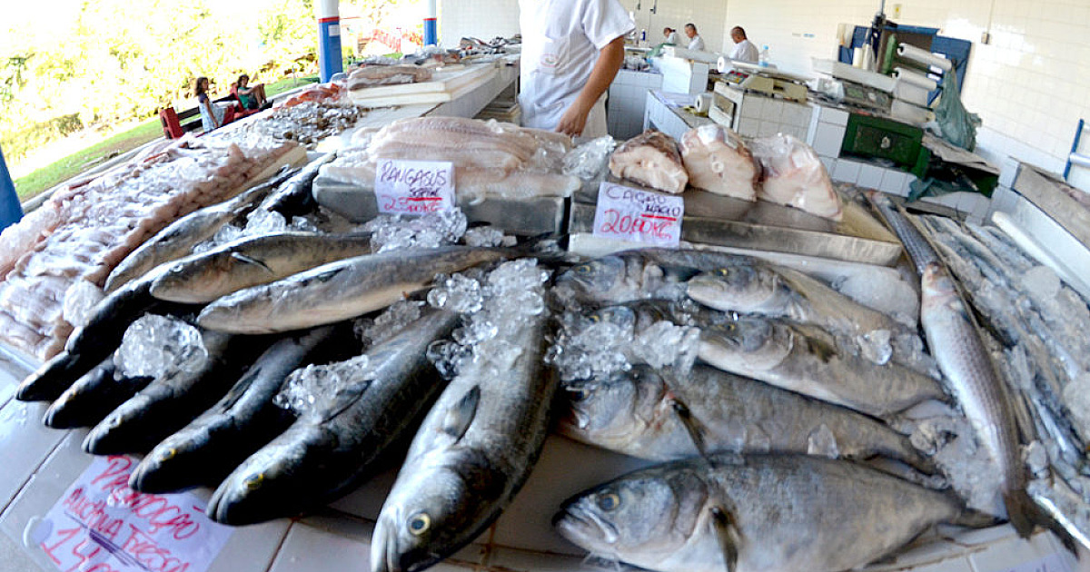 Mercado de Peixes movimenta 20 mil quilos de pescados em dois meses em Ubatuba
