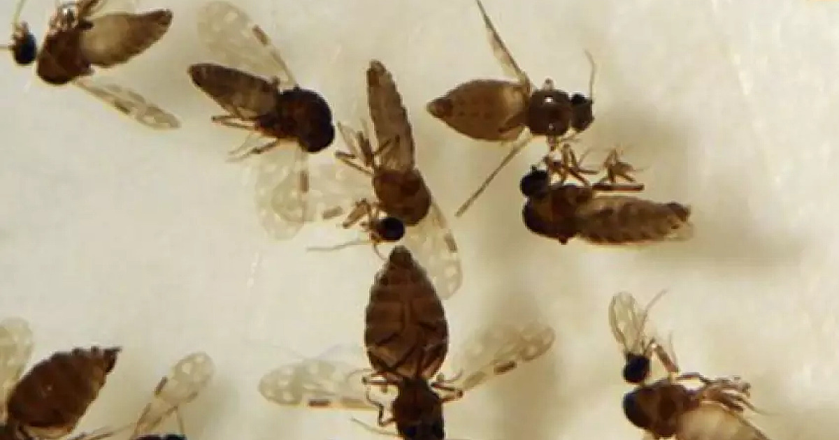 Ubatuba confirma primeiro caso de febre do Oropouche