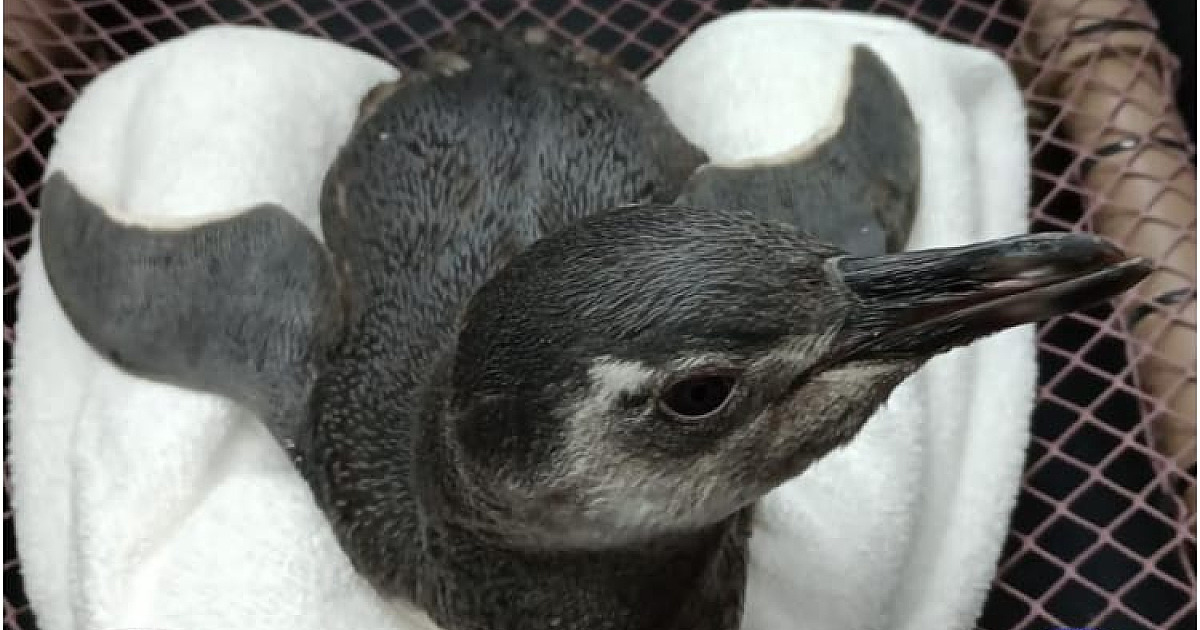 Pinguins de Magalhães começam a aparecer no Litoral Norte