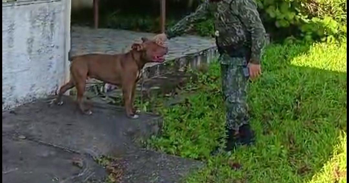 Recém-adotado, pitbull morde casal em Ubatuba