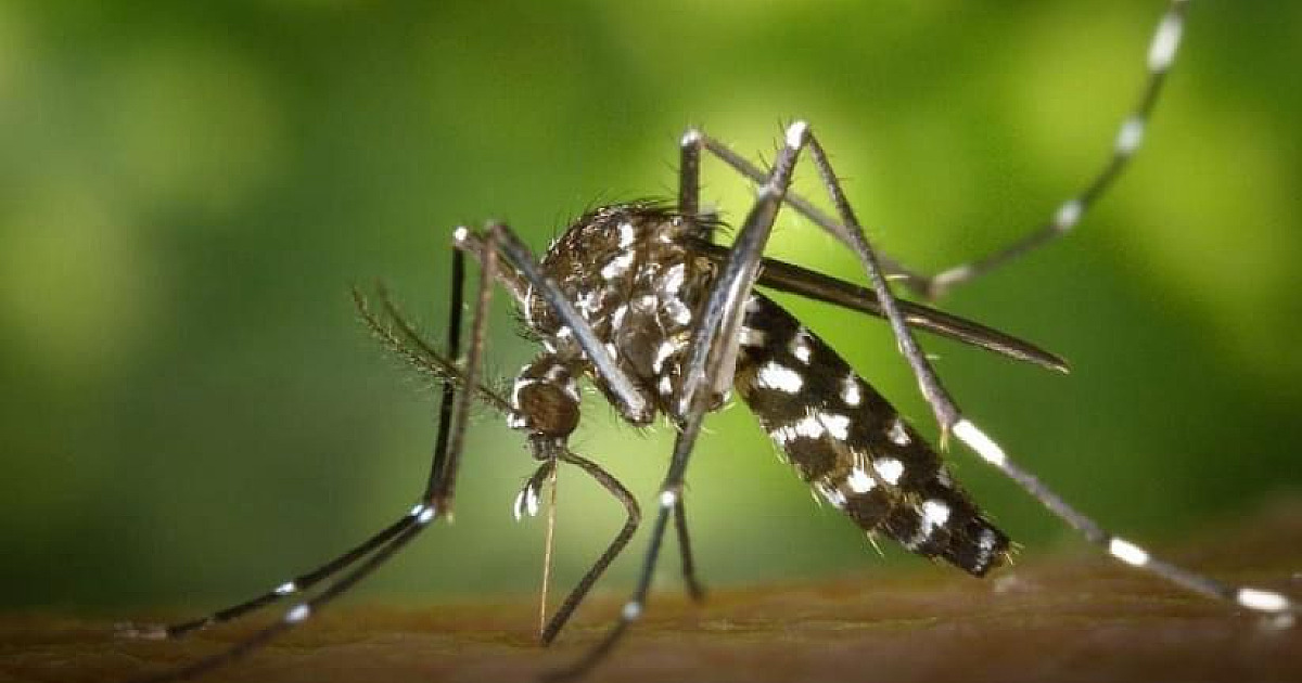 Ubatuba vai terminar o mês com quase 300 casos de dengue