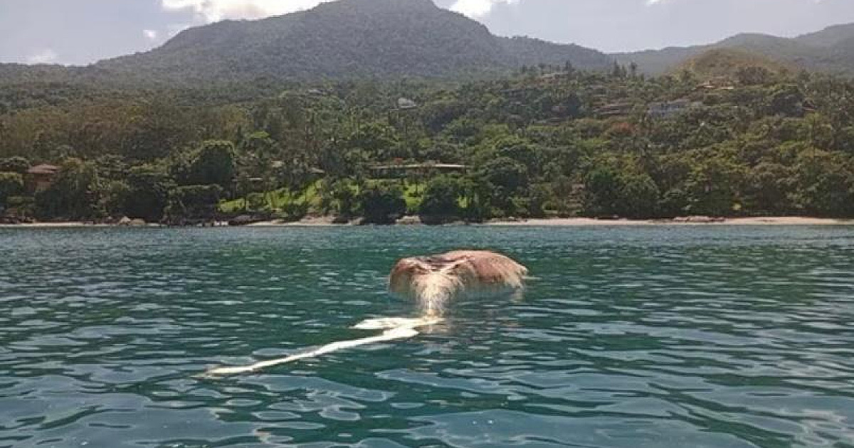 Carcaça de 2º baleia que apareceu morta em Ubatuba foi localizada em Ilhabela