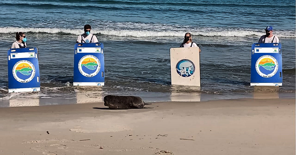 Lobo-marinho que ficou famoso no Instagram após aparecer em praia de São Sebastião já voltou para sua jornada no mar