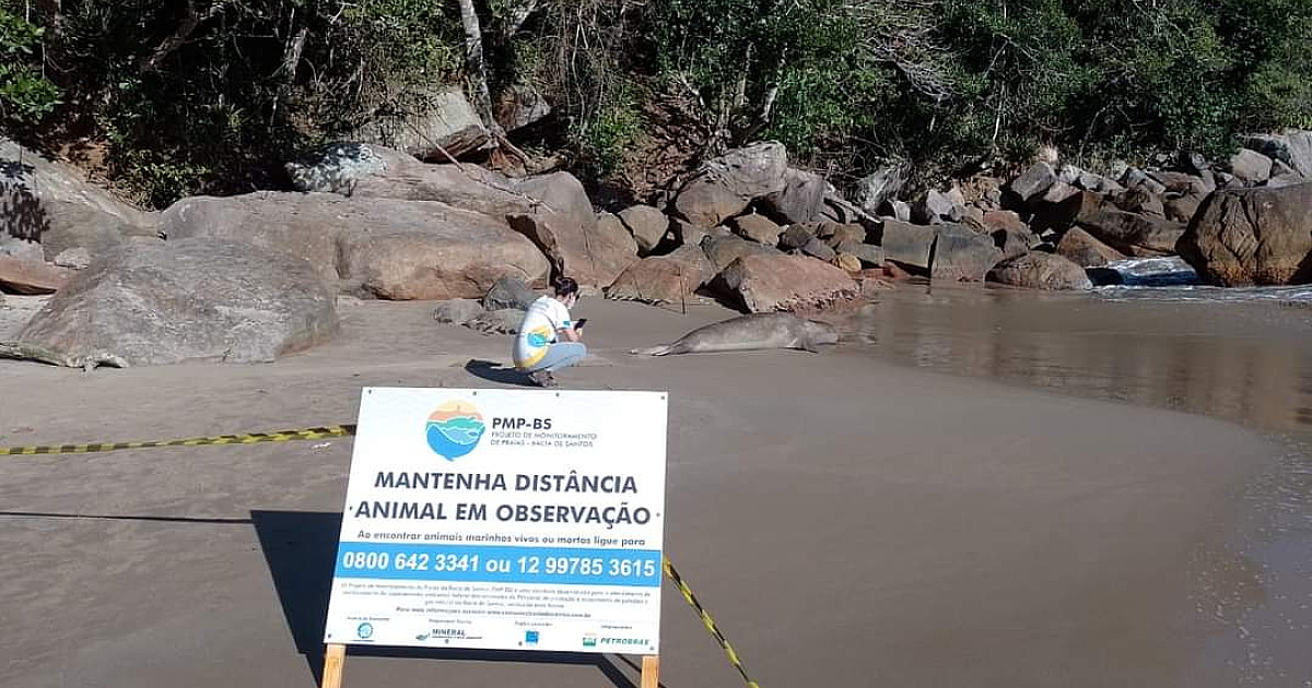 Elefante-marinho que viralizou nas redes estava bem de saúde e parou para descansar, dizem os especialistas