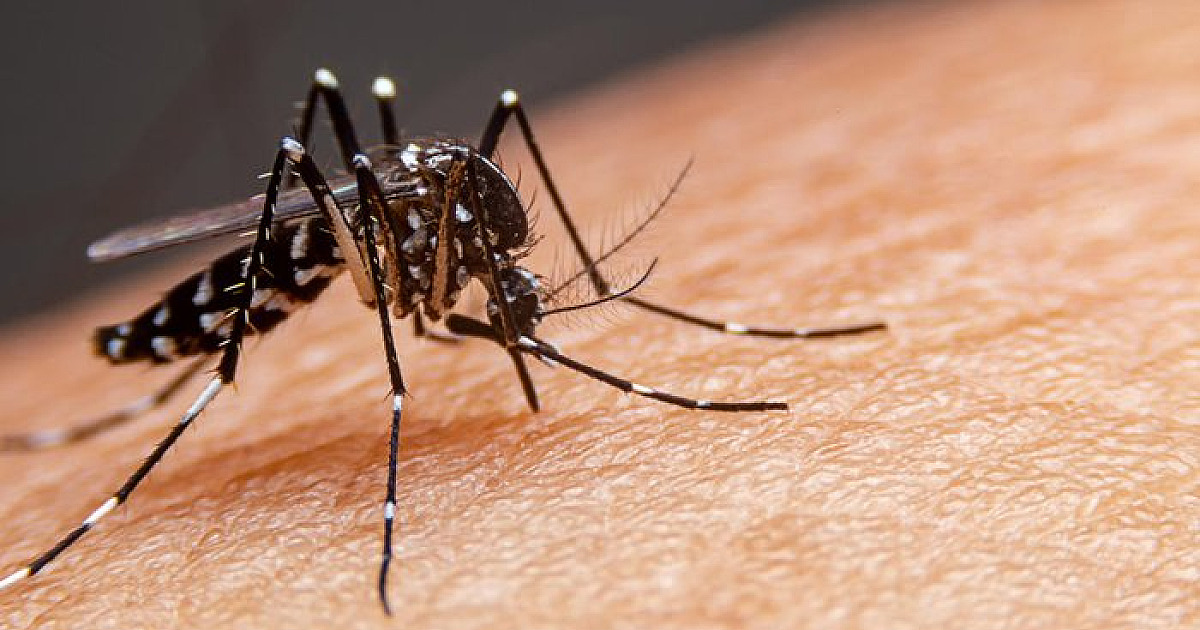 Caraguatatuba registra 30 casos de dengue nos primeiros dias de 2024