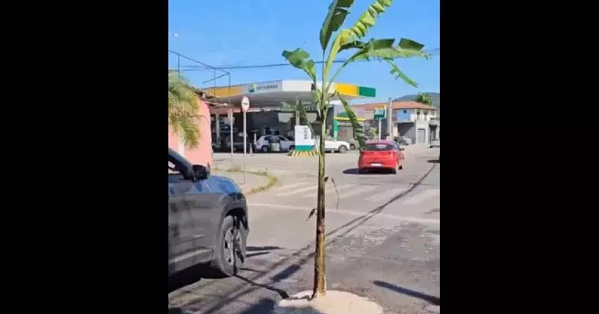 Em protesto, moradores plantam árvore em buraco de rua em Ubatuba