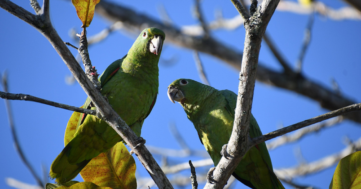 Ilhabela leva sua biodiversidade ao Reino Unido e representa SP na maior feira mundial de observação de aves