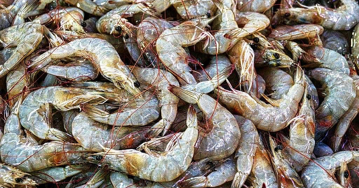 Começou o período do defeso do Camarão nas praias paulistas