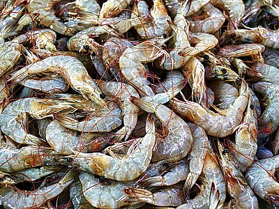 Começou o período do defeso do Camarão nas praias paulistas