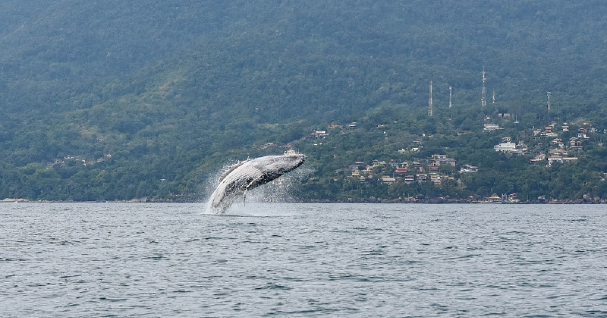 O que fazer no feriado de Corpus Christi em Ilhabela: Festival da Sardinha, temporada de baleias e muito mais