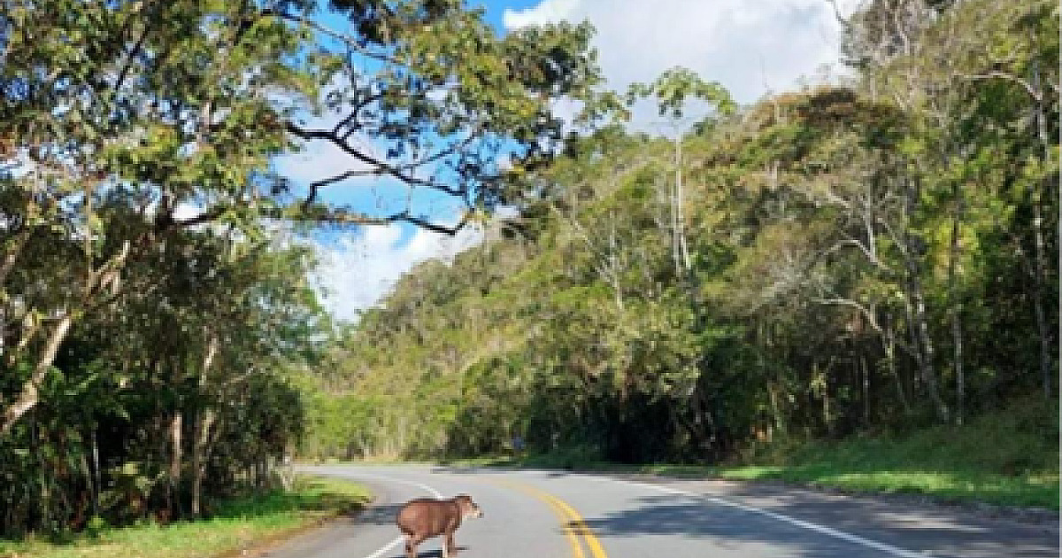 Limite de velocidade no Parque Estadual da Serra do Mar deverá ser reduzido para proteger animais