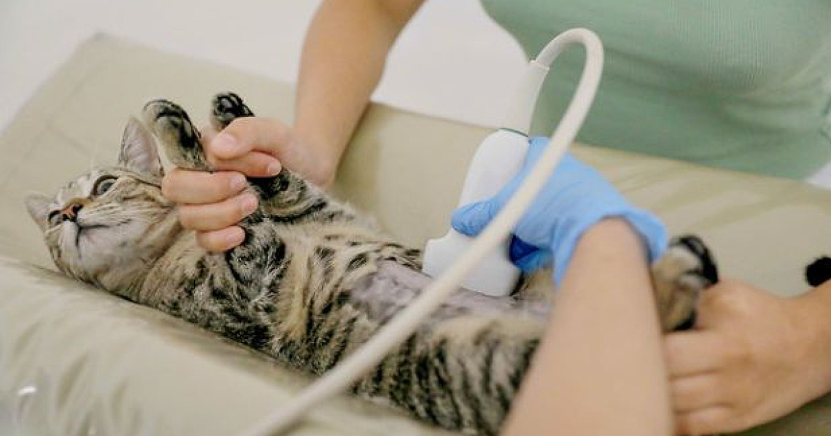 São Sebastião terá a maior clínica veterinária pública do Litoral Norte