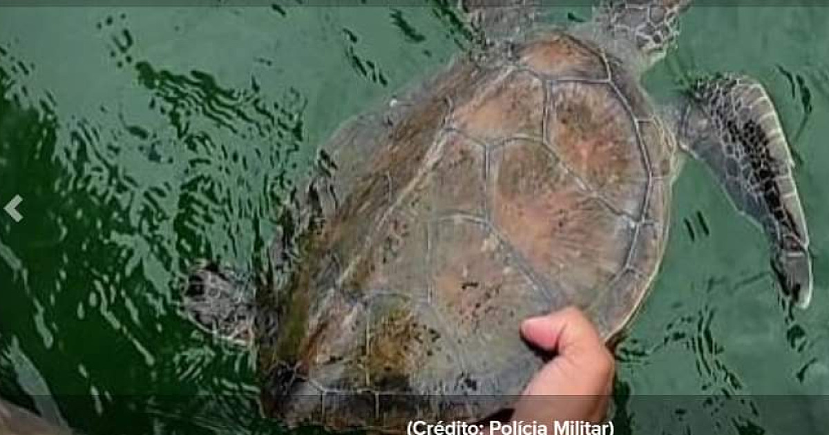 População de tartarugas-verdes cresce no Litoral Norte, diz Projeto Tamar
