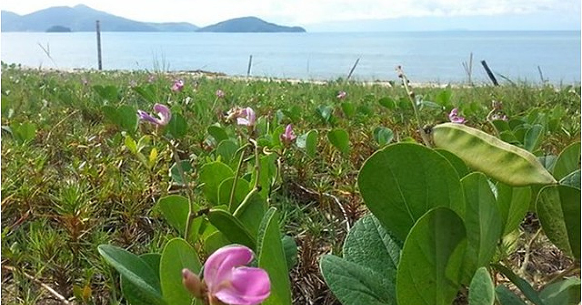 Caraguatatuba inicia projeto de recuperação do jundú para proteger praias e biodiversidade