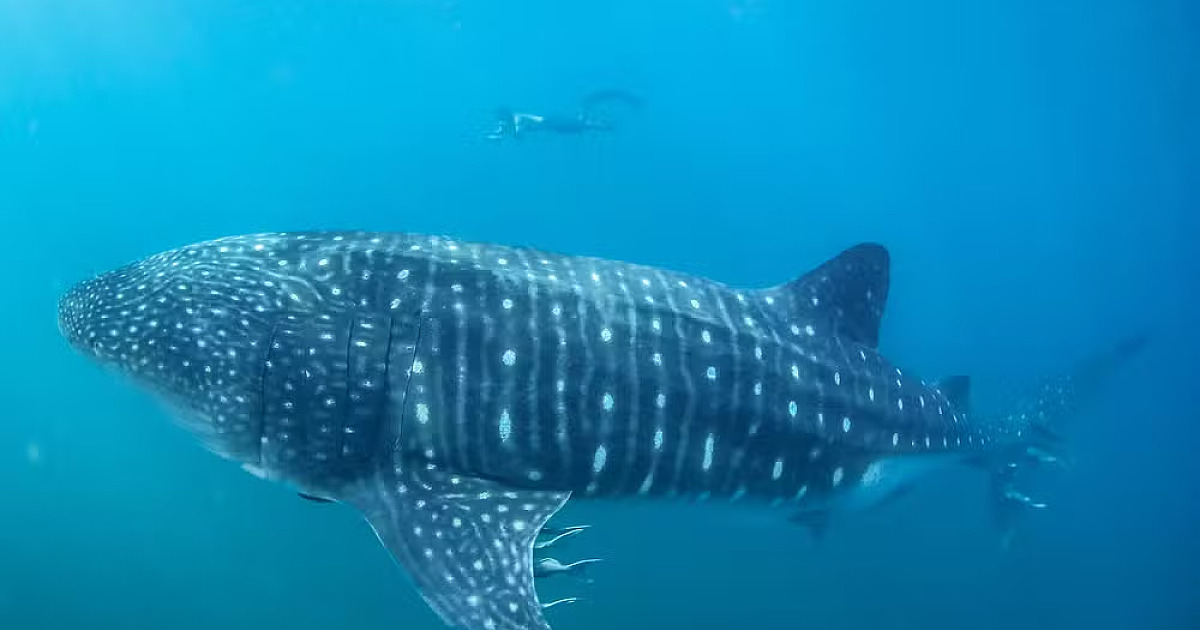 Maior peixe do mundo, tubarões-baleia são avistados em Ilhabela