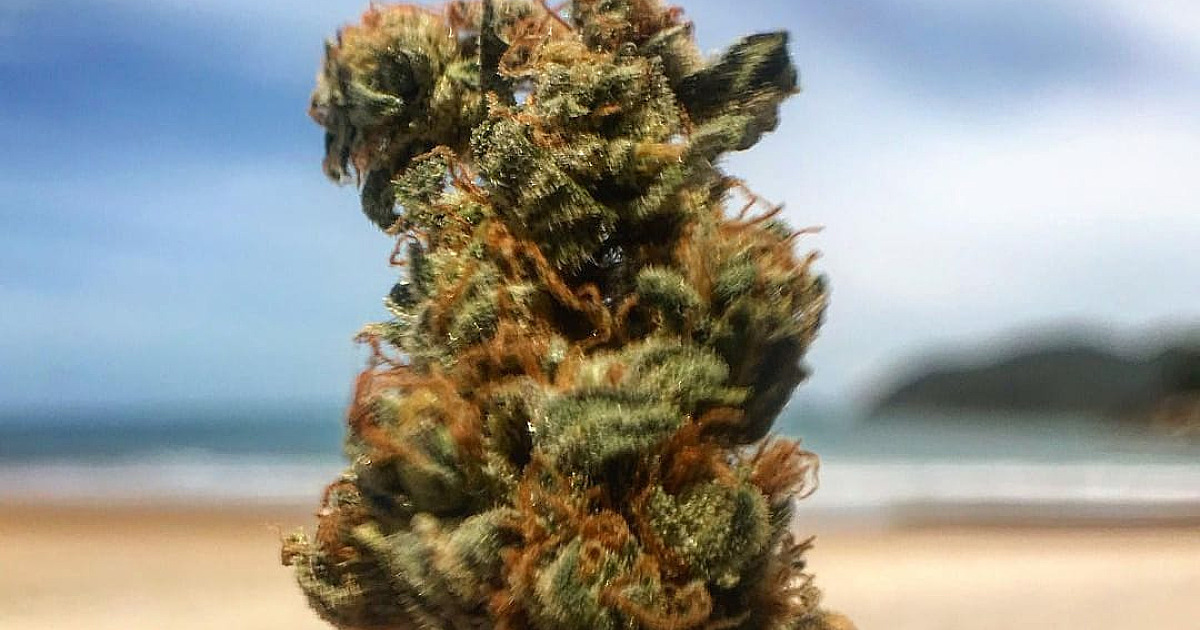 Governo de SP sanciona lei que autoriza distribuição de medicamentos a base de Cannabis no SUS