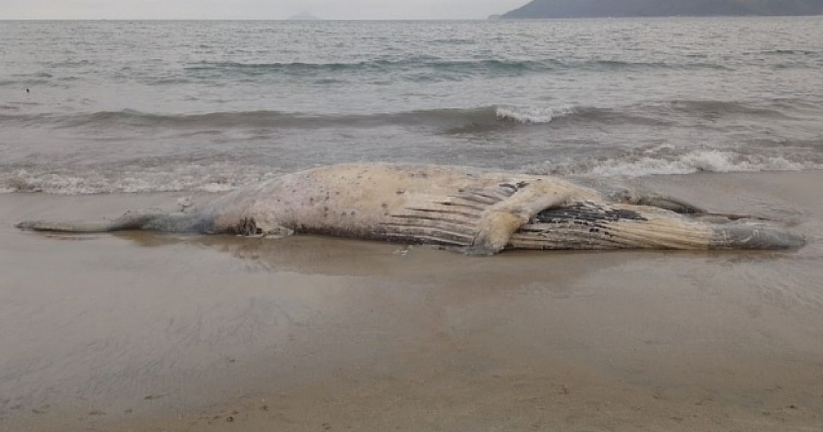 Três carcaças de Baleias-Jubarte foram encontradas em praias de São Sebastião no último fim de semana
