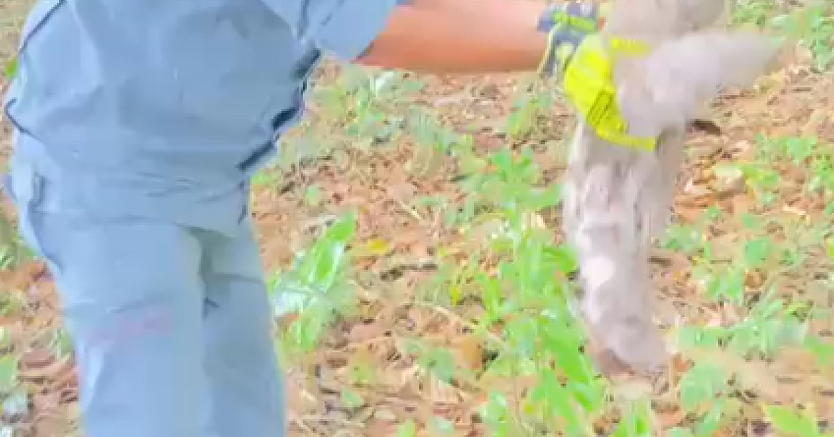Bicho-preguiça em situação de risco é resgatado por bombeiros no bairro Travessão, em Caraguatatuba