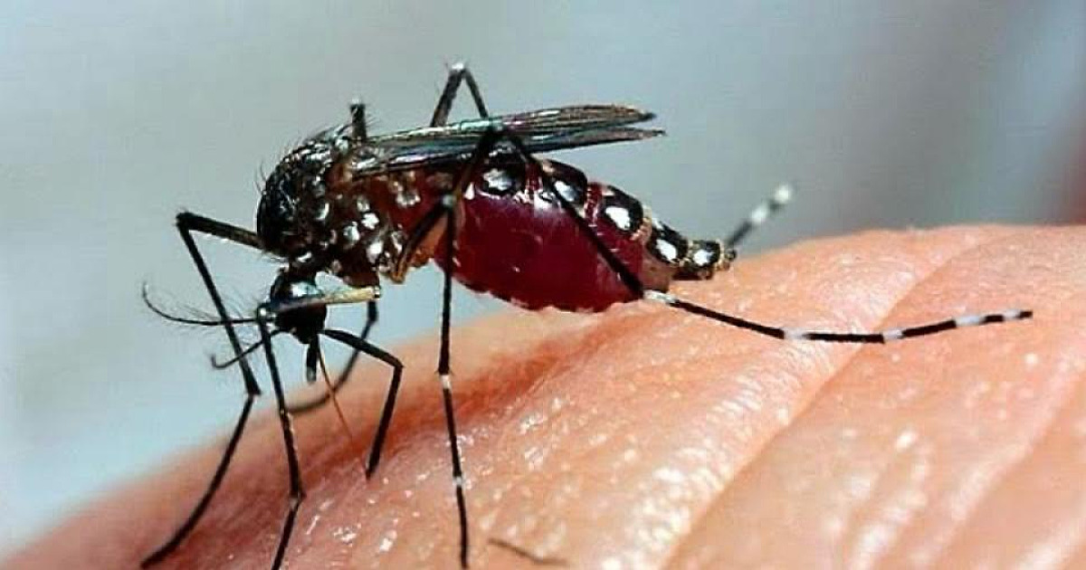 Aumentam casos positivos de dengue no Litoral Norte