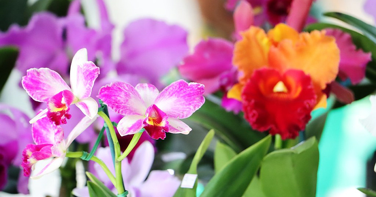 45ª Exposição de Orquídeas em Caraguatatuba começa nesta sexta-feira