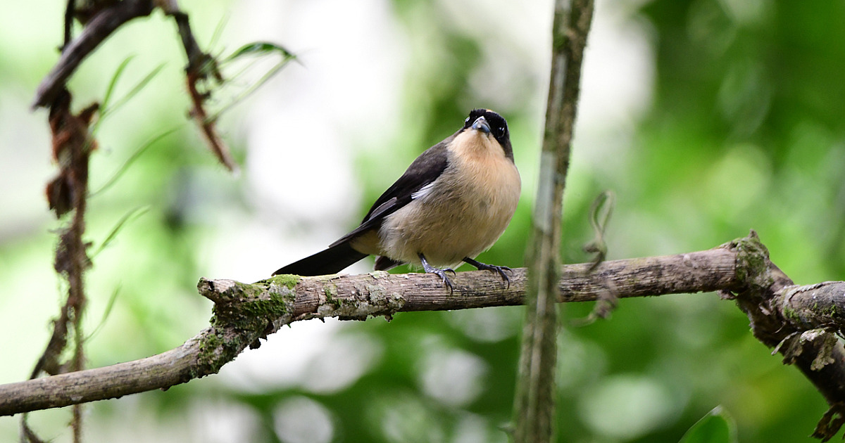 Ilhabela Bird Week 2025 bate recorde de público e reforça turismo de observação de aves no litoral de São Paulo