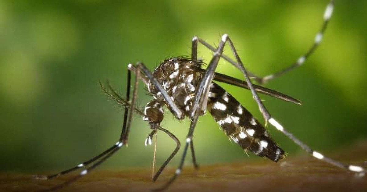 Conselho Municipal de Saúde realiza reunião para traçar estratégias contra o Aedes aegypti