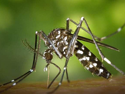 Conselho Municipal de Saúde realiza reunião para traçar estratégias contra o Aedes aegypti