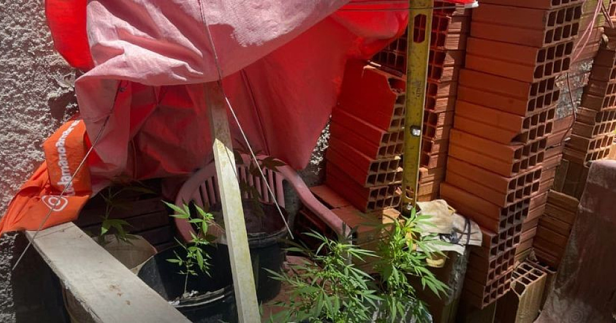 Operação Impacto: polícia descobre cultivo de maconha em área de preservação em São Sebastião