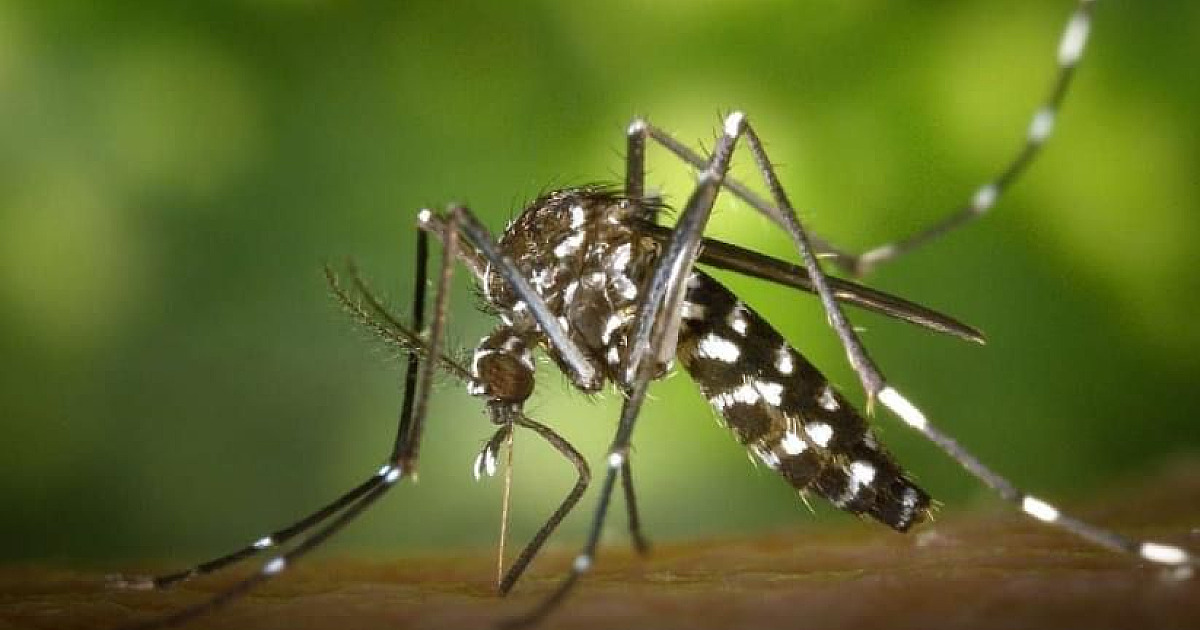 Caraguá pode ter três mortes por dengue na região, diz Saúde estadual