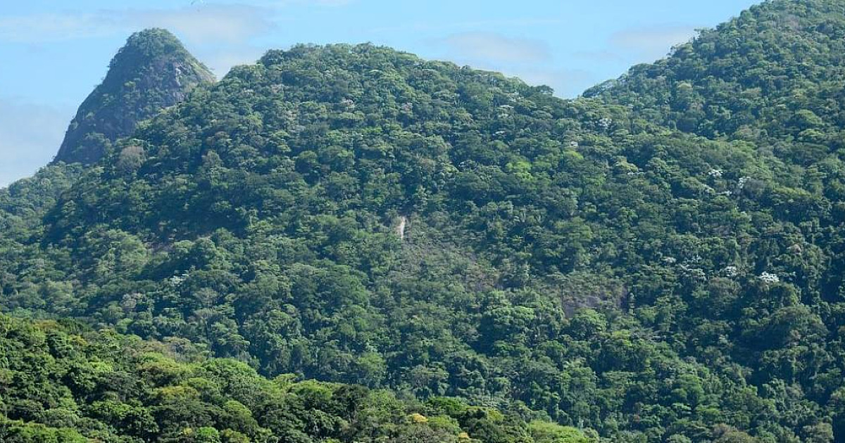 IBGE acata decisão do MPF para atualizar Mapa da Mata Atlântica 