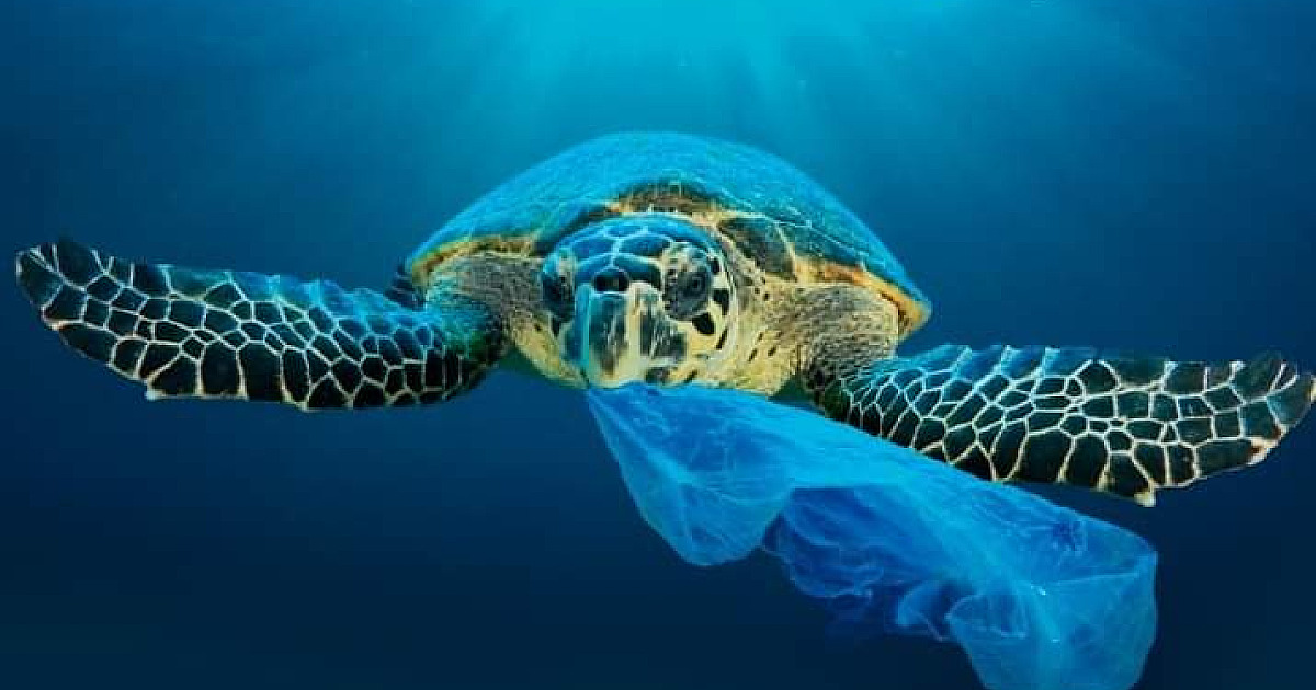 Fundação Florestal anuncia abertura de cadastro para pagamento de pescadores no projeto Mar Sem Lixo