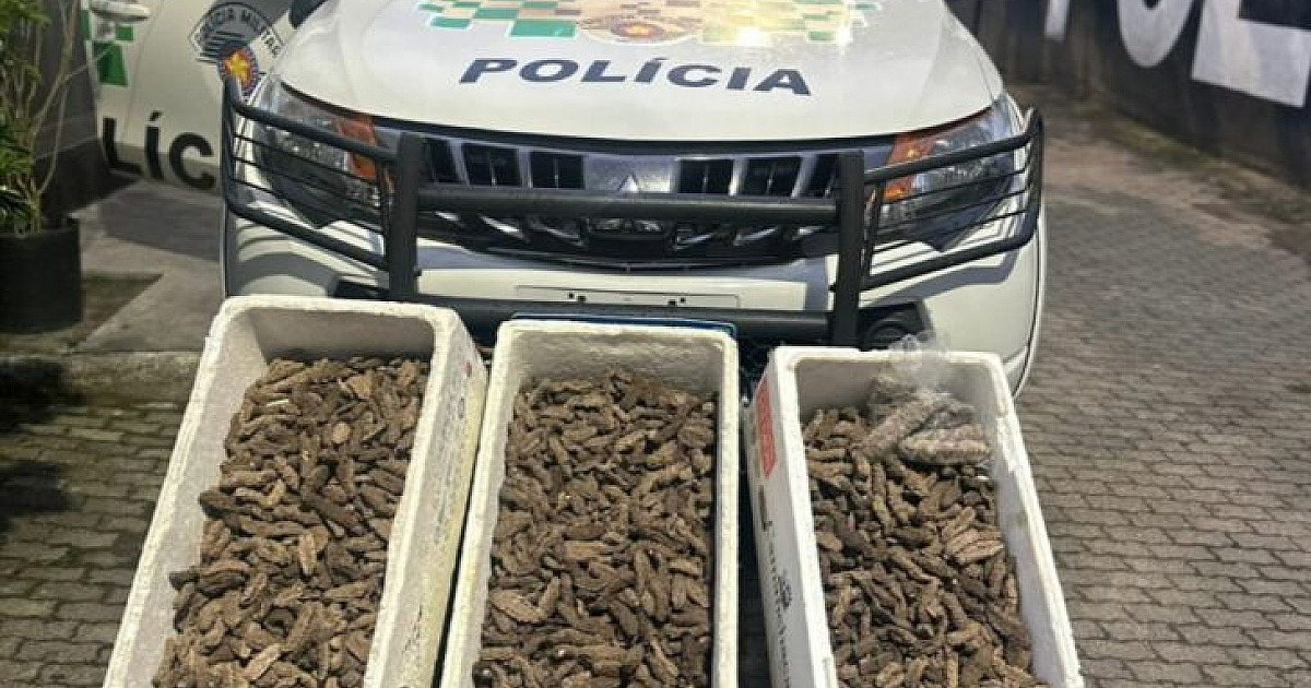 Espécie marinha ameaçada é encontrada em esquema de comércio ilegal em Ubatuba