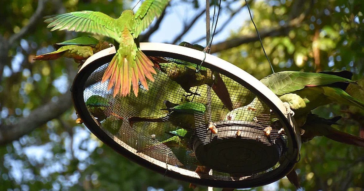 Prefeitura de Ilhabela alerta sobre o tráfico de animais silvestres e ameaça à biodiversidade