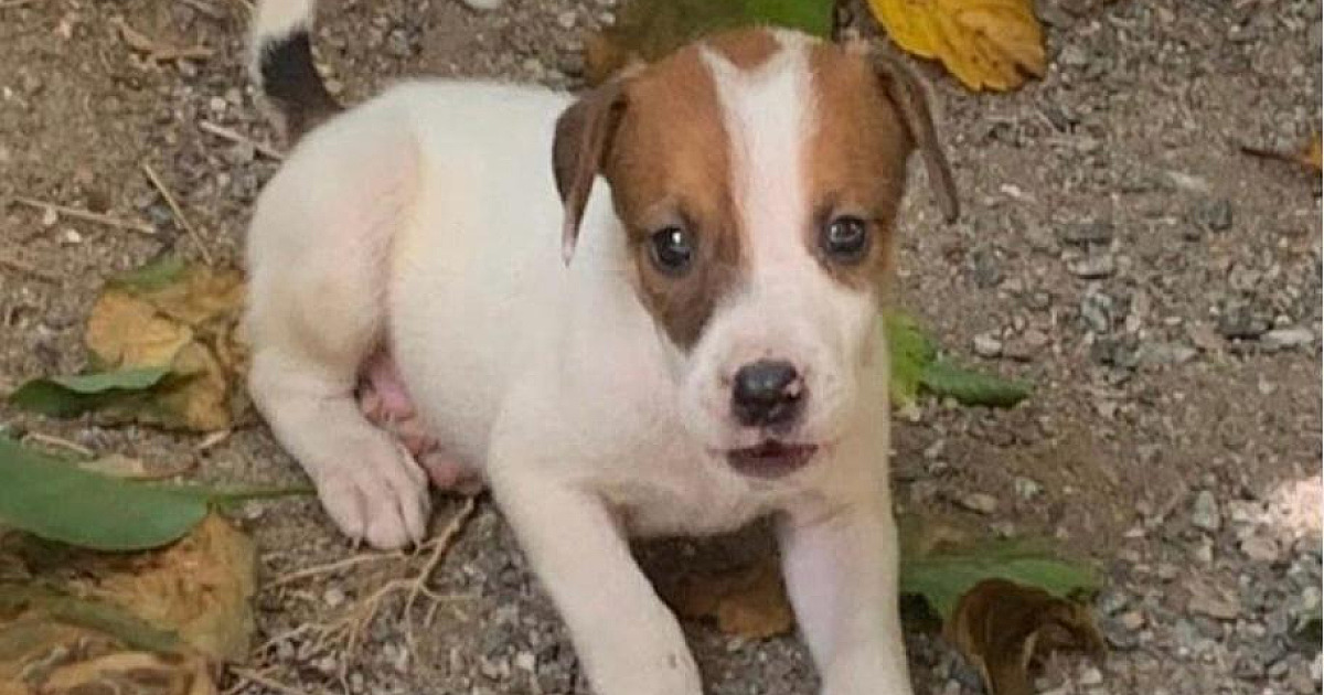 Com cães errantes e vítimas de maus tratos CCZs promovem feira de adoção em Caraguá e São Sebastião