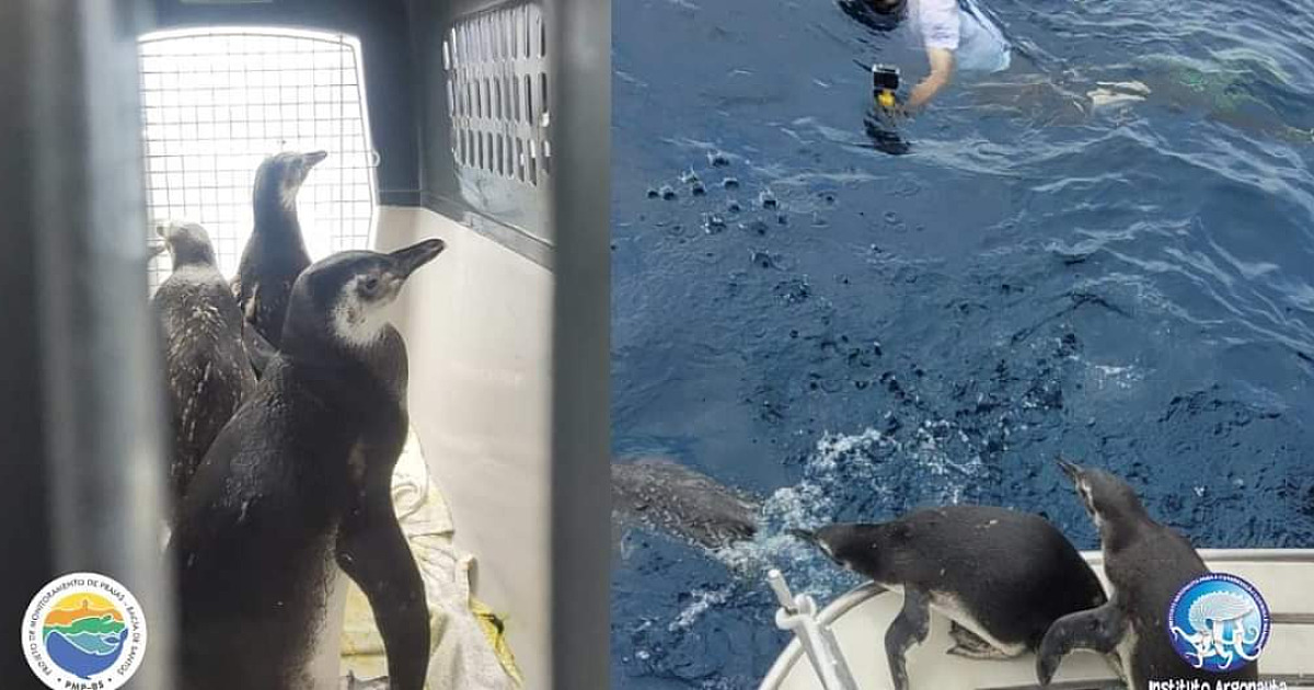 Nove Pinguins de Magalhães voltam para o mar após reabilitação no Instituto Argonauta